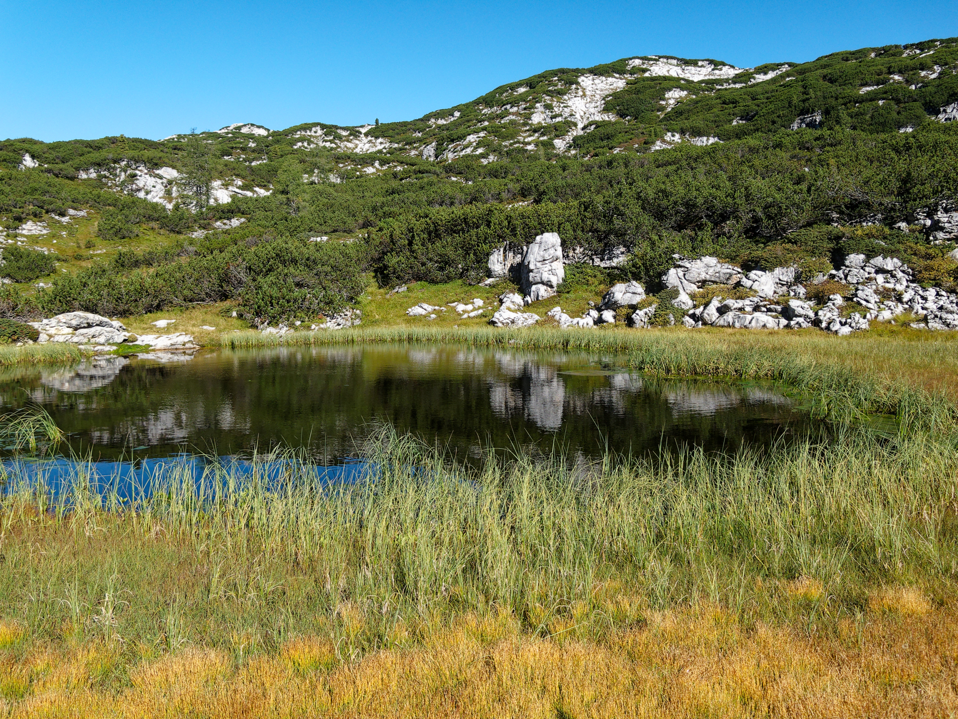 Das Bild zeigt ein Moor mit Wasser und einer moortypischen Vegetation.