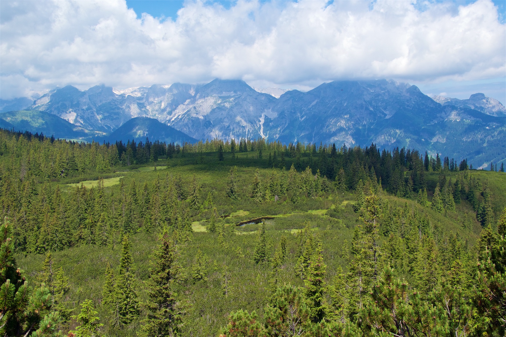 Das Bild zeigt eine moortypische Vegetation.